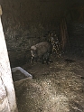 20170209 EWE WITH LAMB ANDREI Stable Le Boquet