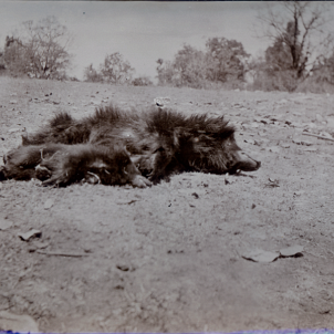 19150616 India 'Wild Boar ? June 16th 1915' Presumably shot by Col Edward Walker-Edit