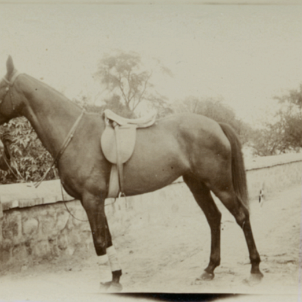 19300000s India 'Belle Hatch' Polo pony-Edit